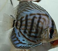 11 Very Large Stunning Stendker Discus can Deliver