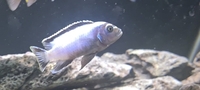 Mbuna f1 cichlids