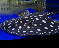 Male stingray