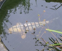 Ghost Koi Carp