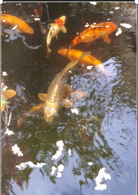 x8 Koi carp different varieties & x2 Golden Orf -Bristol