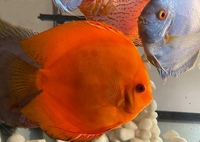 11 Very Large Stunning Stendker Discus can Deliver