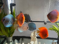 11 Very Large Stunning Stendker Discus can Deliver