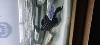 Royal Plec 6 inch Royal Pleco