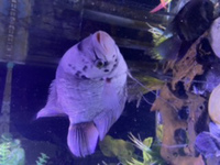 Xl giant gourami gray