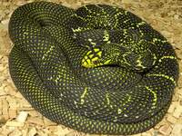 King ratsnake pair (RARE)