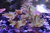 SPS Montipora Hirsuta frags £8