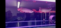 Stunning pair of Super High Back Red Tail Golden Arowana