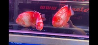 King Kong Kohaku, White Santa, Kohaku Mammon & Blood Red Parrot Fish