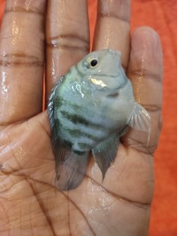 Polar Blue Convict Parrot Cichlids