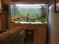 400 LITRE RENA BEECH AQUARIUM AND CABINET PLUS ACCESSORIES AND FISH