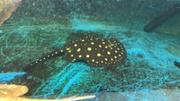 SOLD female BD Black Diamond Stingray approx 12.5”+ Arowana bass pred