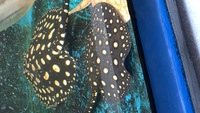 SOLD female BD Black Diamond Stingray approx 12.5”+ Arowana bass pred