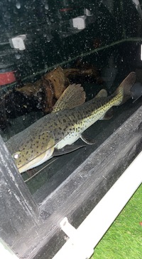 Oddballs and predatory fish in West Midlands. Gar, tiger moray eel, stingray, catfish and more :)