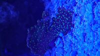 Coral frags