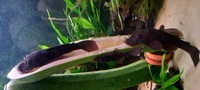 jari blue L325 bristlenose breeding group