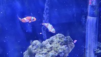 Marine aquarium