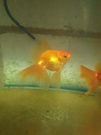 home bred cold, temperate and tropical fish £1