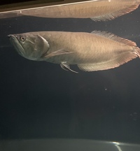 Large silver arowana