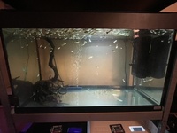 Fluval Roma 125L £80 - London