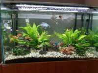 Beautiful, bespoke tropical aquarium, 220 litre,