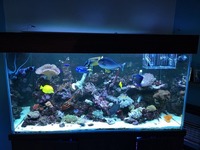 Marine Tank and livestock