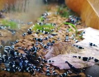 Caridina shrimp