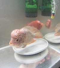 FLOWERHORN PAIR