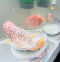 FLOWERHORN PAIR