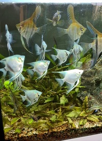 Assorted Angelfish Bargain