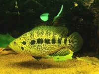 Female Jaguar Cichlids