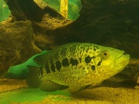 Female Jaguar Cichlids