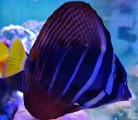 Sailfin Tang £40