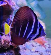 Sailfin Tang £40