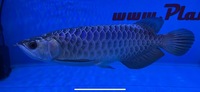 Premium Purple Base Golden Crossback Arowana