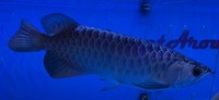 Premium Purple Base Golden Crossback Arowana