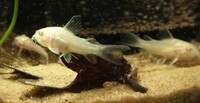 Albino Corydoras and Corydoras nanus Juveniles £2.50 each or 6 for £10