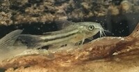 Albino Corydoras and Corydoras nanus Juveniles £2.50 each or 6 for £10