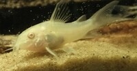 Albino Corydoras and Corydoras nanus Juveniles £2.50 each or 6 for £10