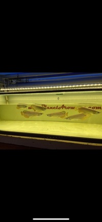 Super high back red tail golden arowana