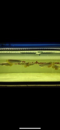 Super high back red tail golden arowana