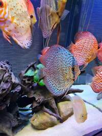 Closing down my tank, Discus for sale