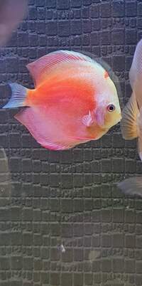 Closing down my tank, Discus for sale