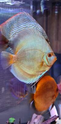 Closing down my tank, Discus for sale