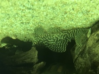 L399 Pleco, jewel curved 3ft tank and others