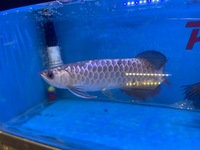 Blue base crossback Malaysian Golden Arowana