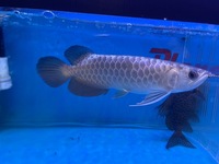 Blue base crossback Malaysian Golden Arowana