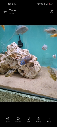 African cichlids juveniles