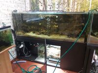 6ft fish tank