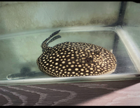 SOLD RARE FEMALE P14 GALAXY STINGRAY FOR SALE Potamotrygon leopoldi / Polka Dot Stingray